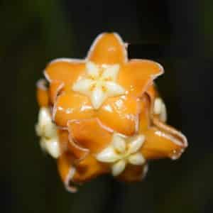 Hoya spartioides