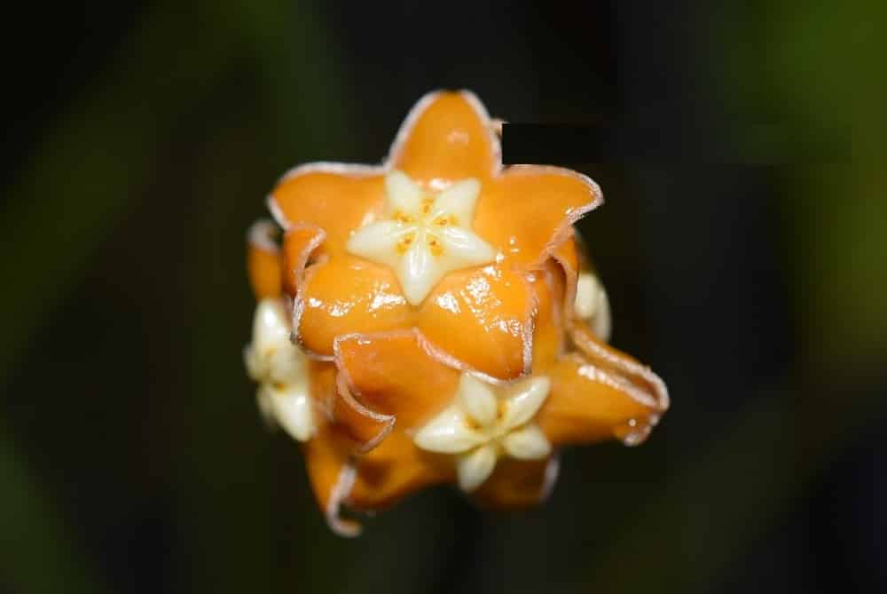 Hoya spartioides