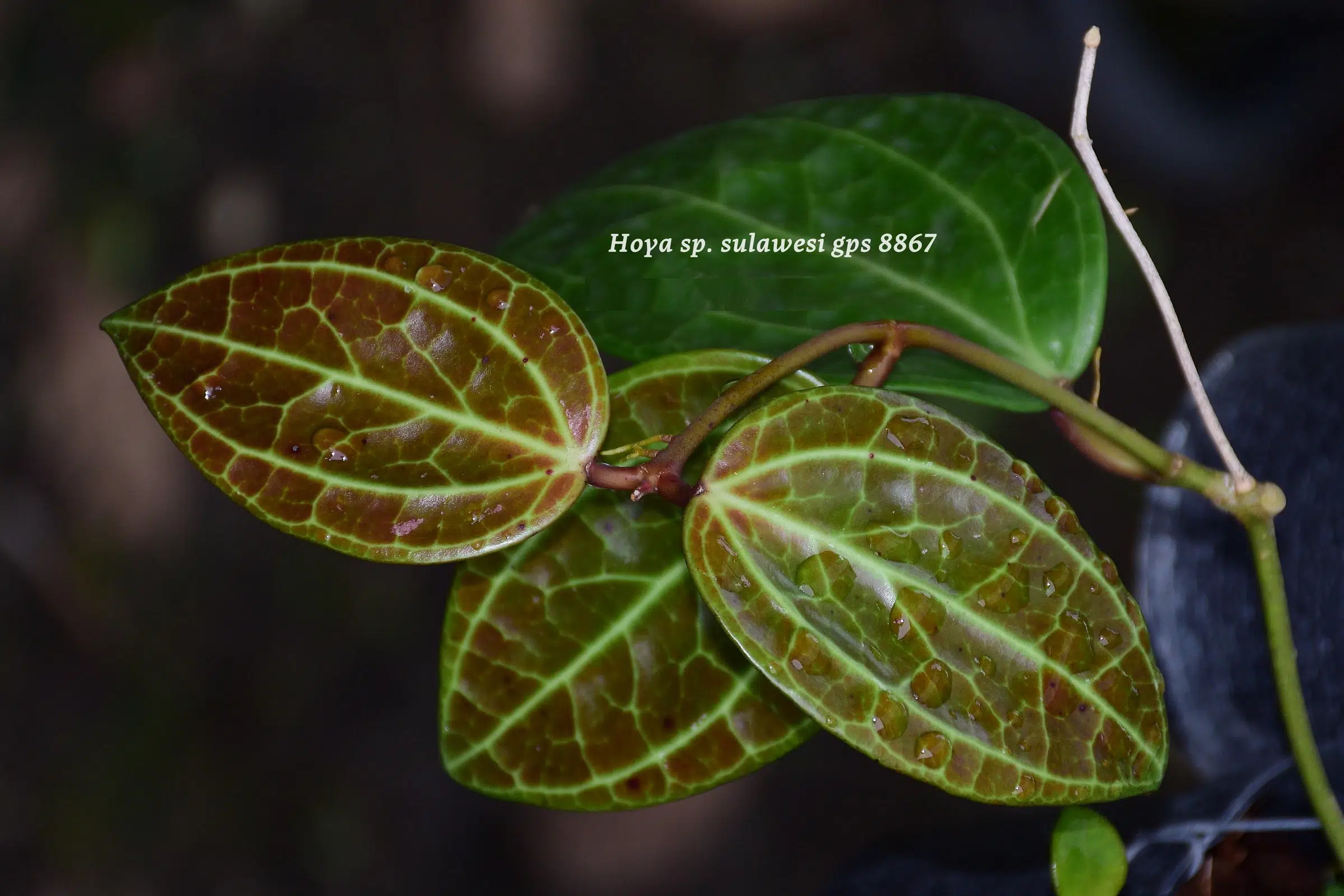 Hoya sp. 'Sulawesii gps' foliage