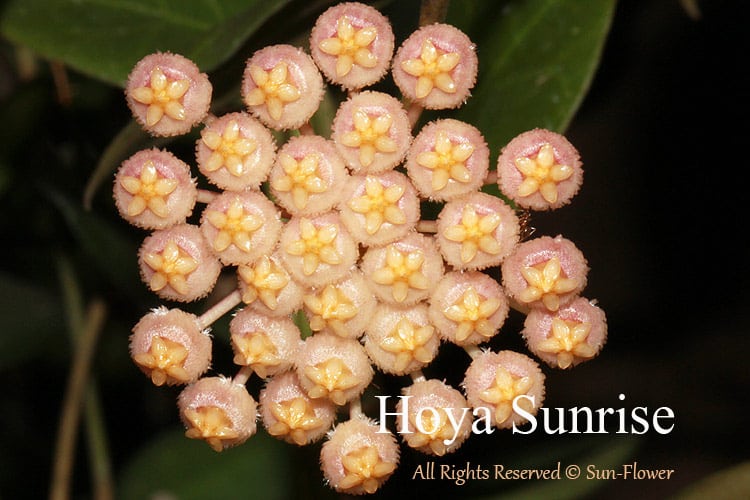 Hoya sp. 'Sunrise'