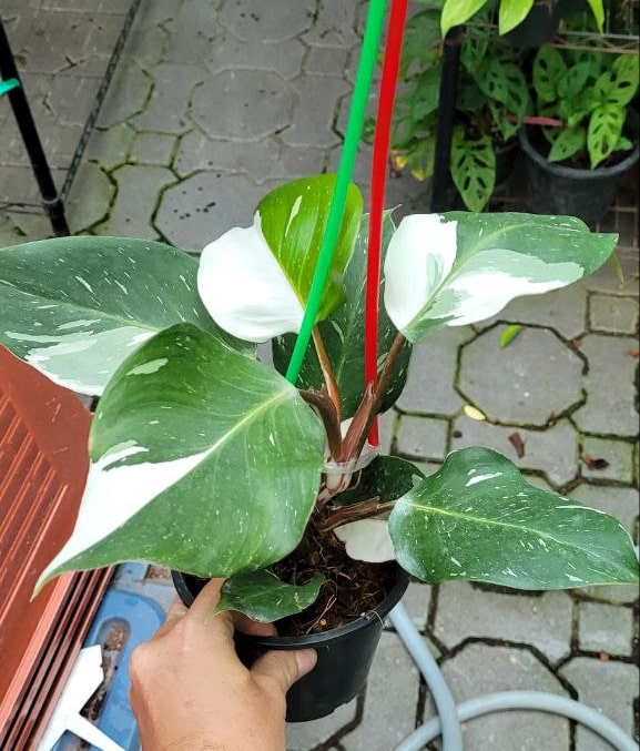 Philodendron White Knight buy online