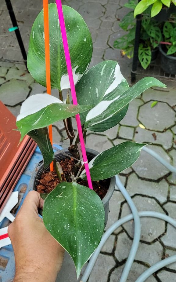 Philodendron White Knight large plant