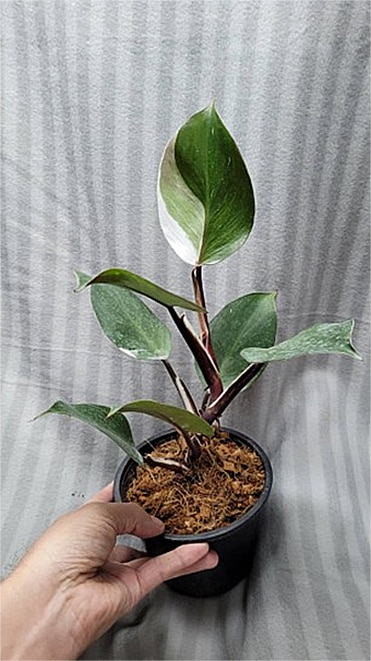 Philodendron 'White Knight' buy online
