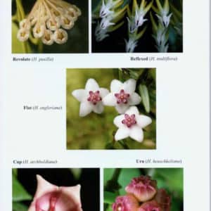 The Genus Hoya book sample page