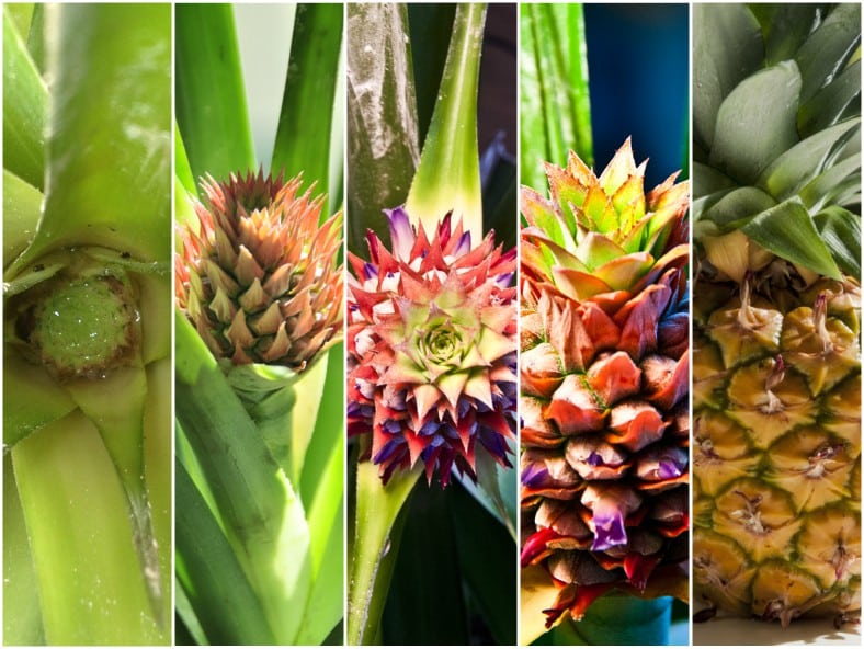 Another pineapple movie… or how to grow your own pineapples at home