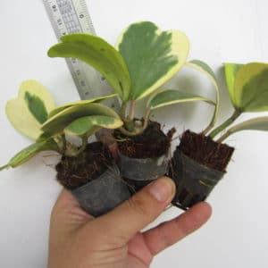 Hoya kerrii rooted cutting
