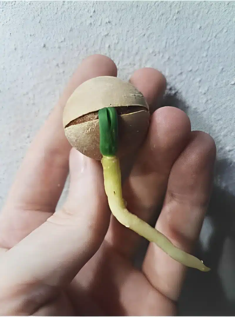 Cycas chamaoensis germinated seed