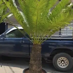 Large potted Cycas chamaoensis