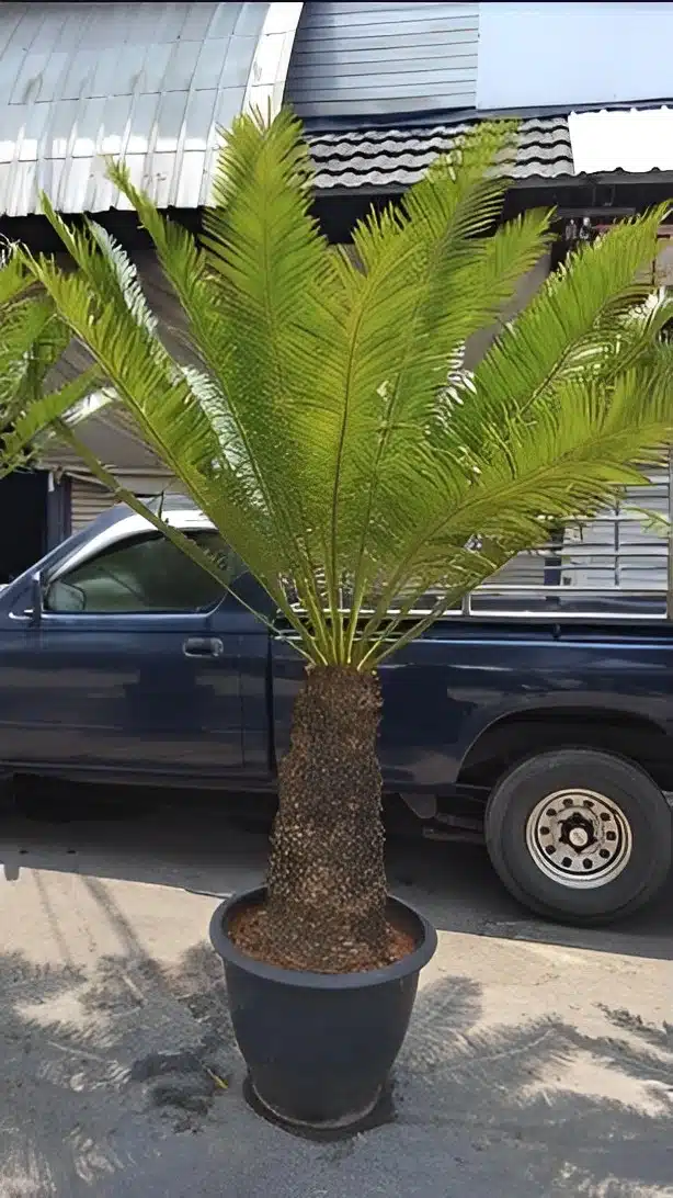 Large potted Cycas chamaoensis