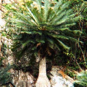 Cycas clivicola with trunk