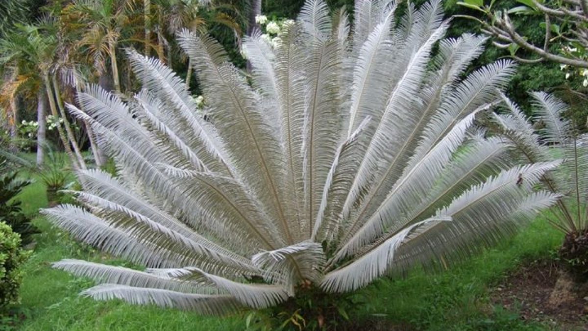 Perennial Plant Palm Seeds 20 Pcs Tropical Cycas Seed Rare E7Z2 Seed Tree G Q4W3