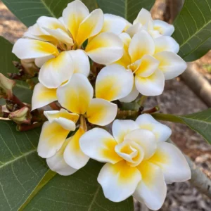 Plumeria (Frangipani) 'Siam Red' grafted and cuttings for sale