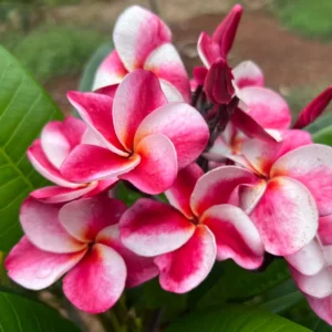 Plumeria (Frangipani) 'Elsie' for sale