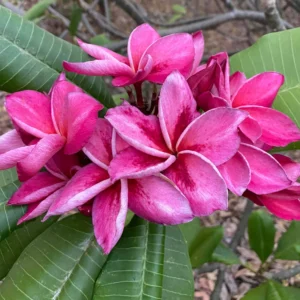 Plumeria (Frangipani) 'Grainy Rorong' flowering