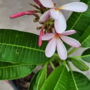 Plumeria obtusa 'Dwarf Singapore Pink'