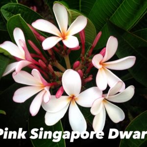 Plumeria obtusa 'Pink Singapore dwarf'