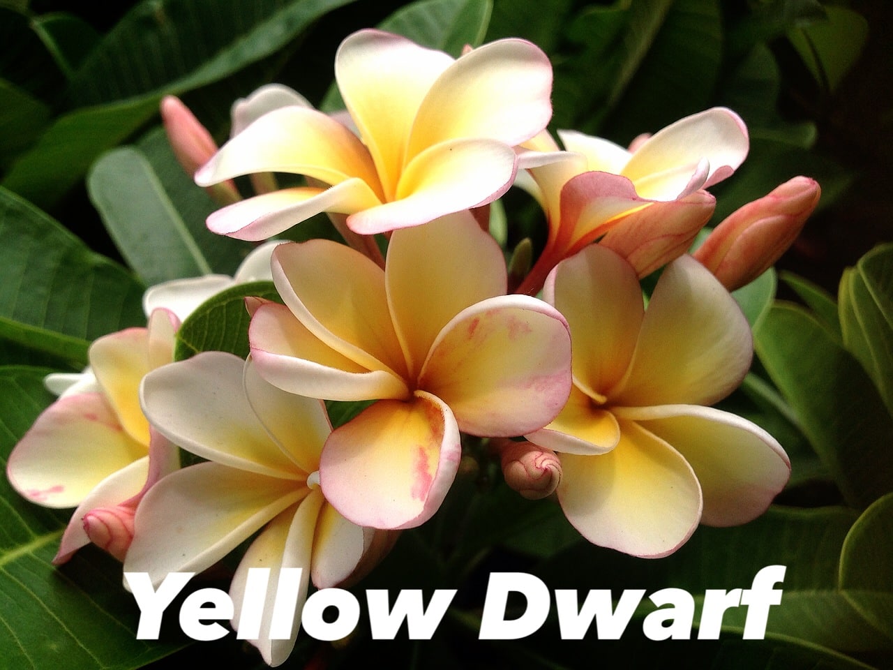 Plumeria obtusa 'Yellow dwarf'