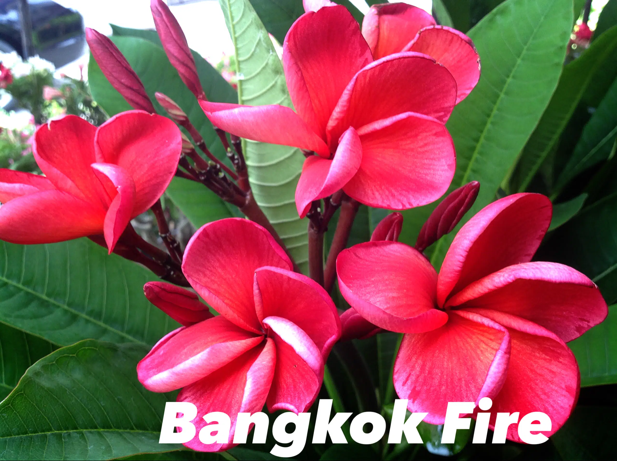 Plumeria rubra 'Bangkok Fire'