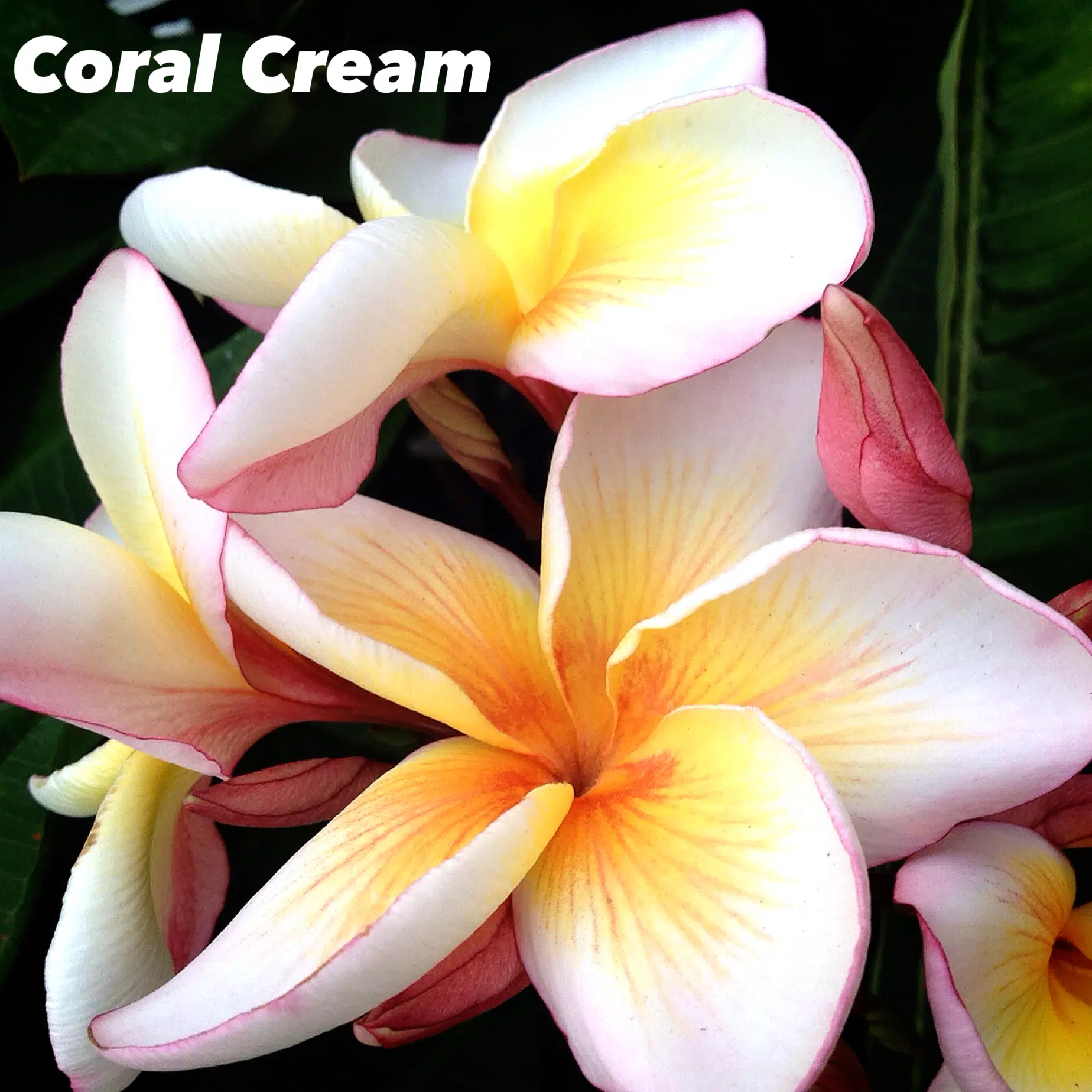 Plumeria rubra 'Coral Cream'