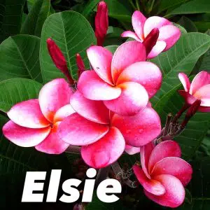 Plumeria rubra 'Elsie'