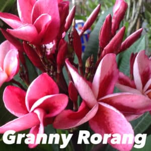 Plumeria rubra 'Grainy Moragne'
