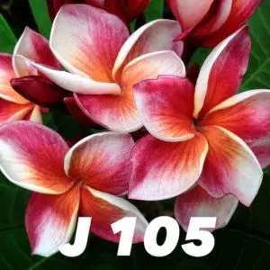 Plumeria rubra J105