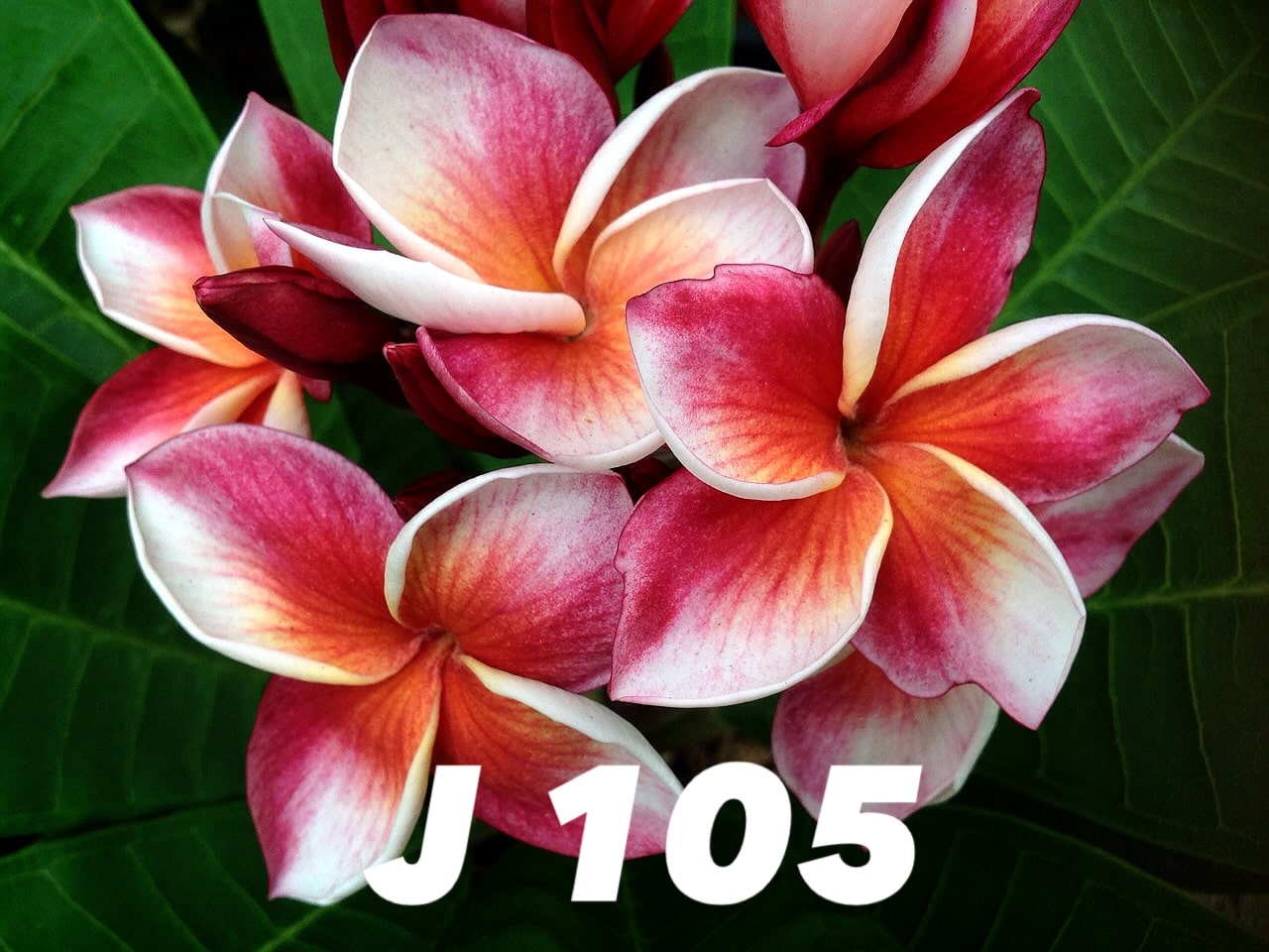 Plumeria rubra J105
