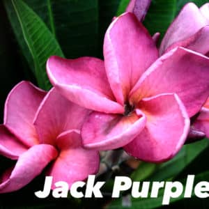 Plumeria rubra 'Jacks Purple'