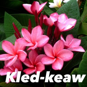 Plumeria rubra 'Kled keaw'