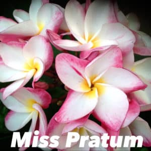 Plumeria rubra 'Miss Pratum'