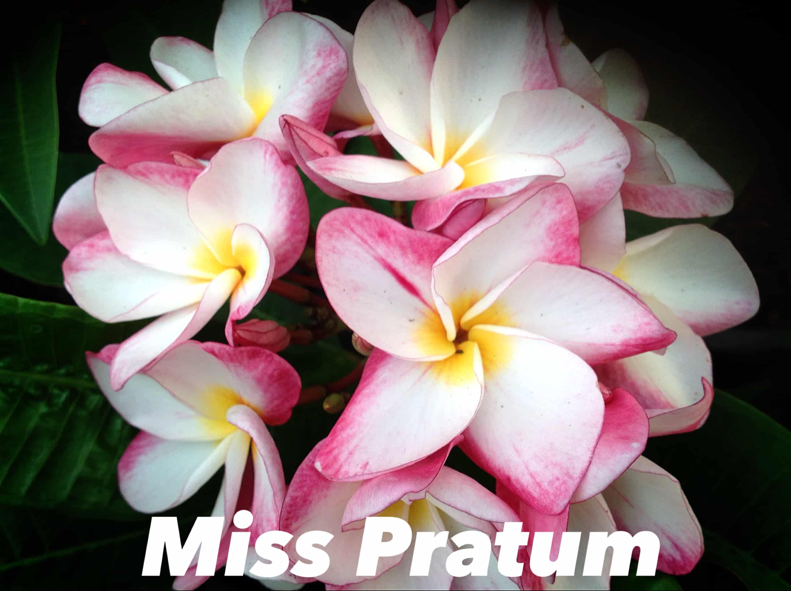 Plumeria rubra 'Miss Pratum'