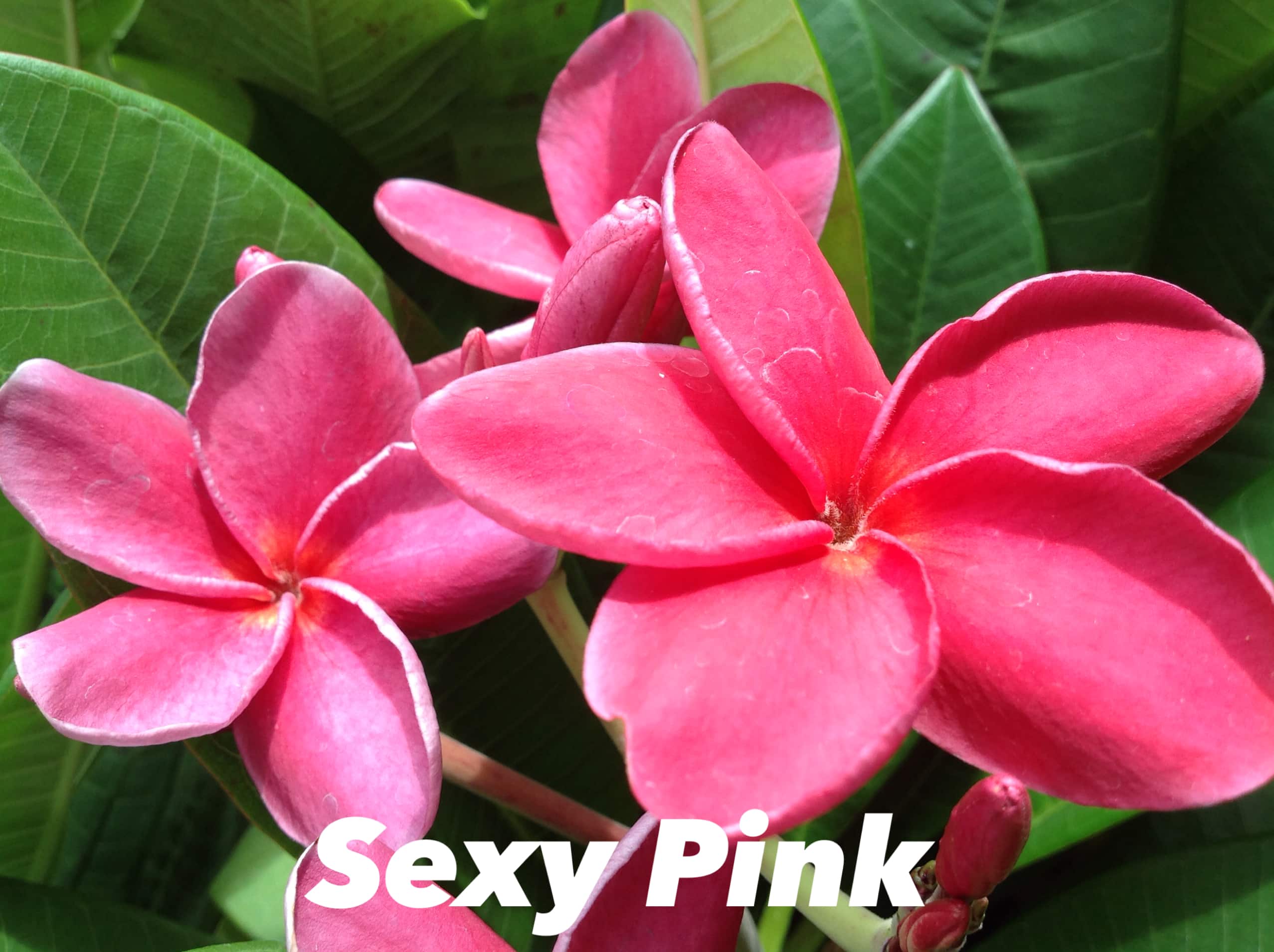 Plumeria rubra 'Sexy Pink'