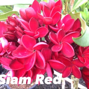 Plumeria rubra 'Siam red'