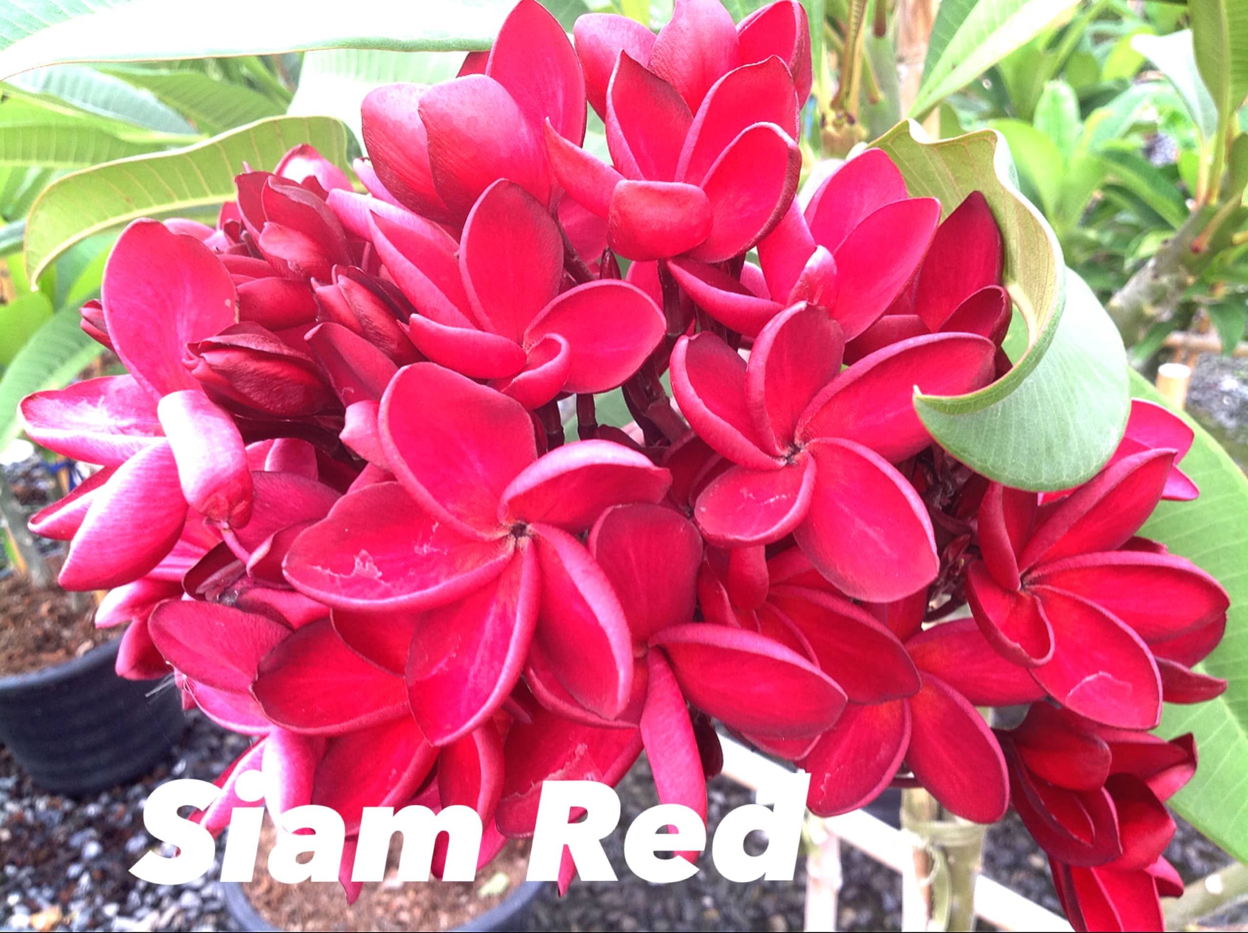 Plumeria rubra 'Siam red'