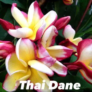 Plumeria rubra 'Thai Dane'