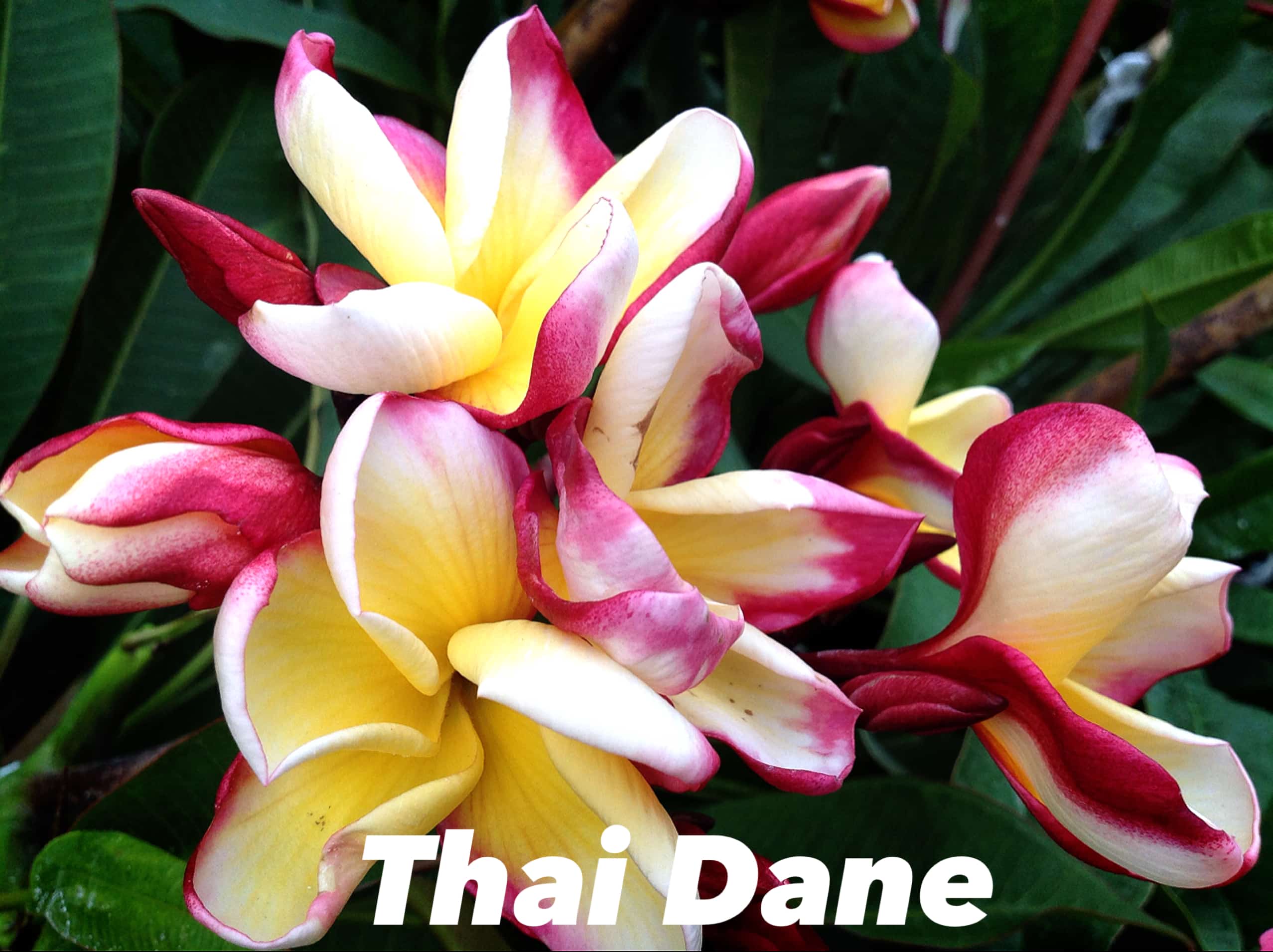 Plumeria rubra 'Thai Dane'