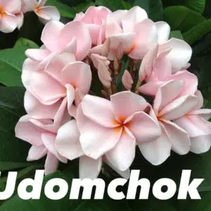 Plumeria rubra 'Udomchok'