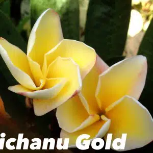 Plumeria rubra 'Vishnu gold'