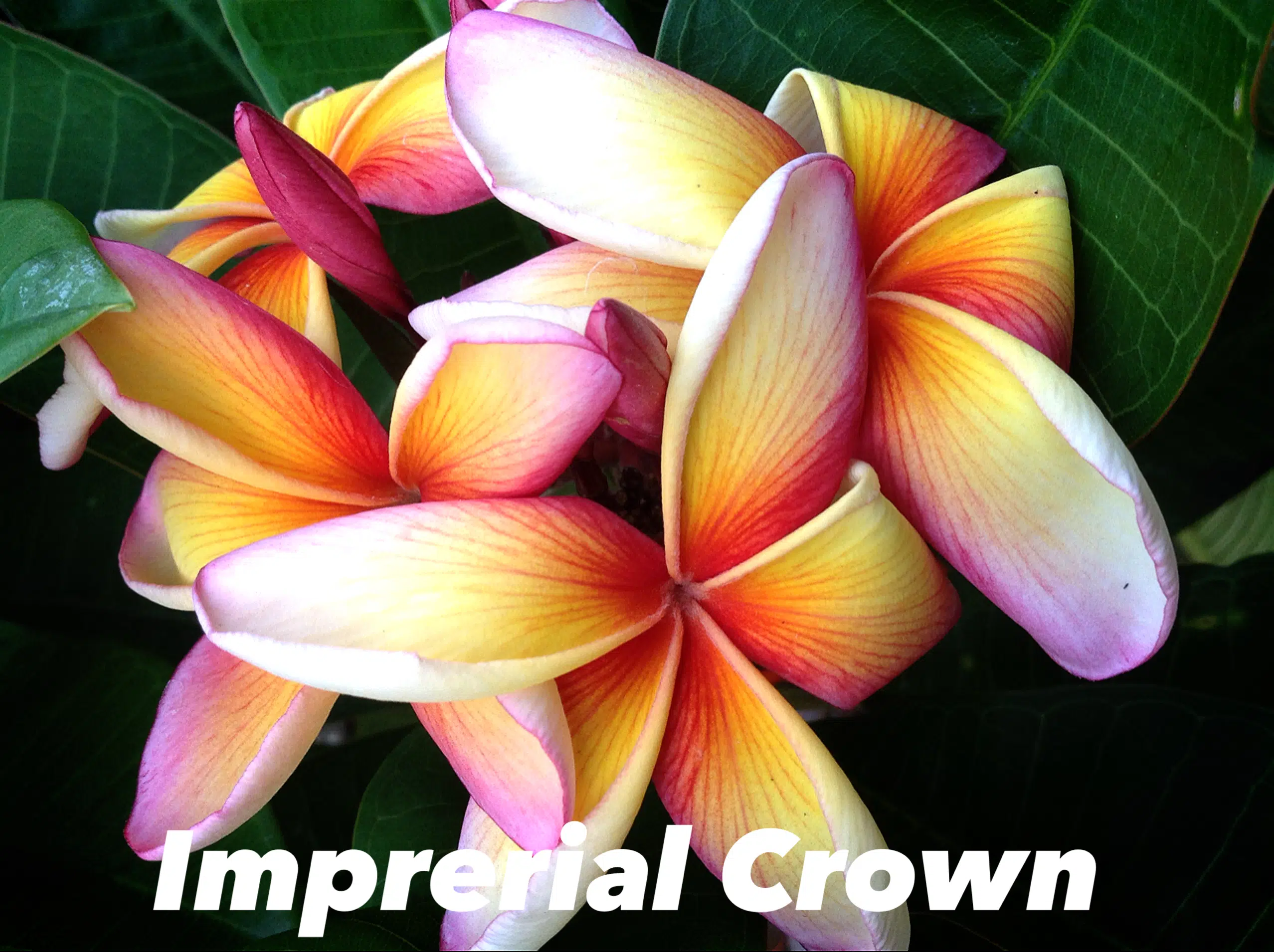Plumeria rubra 'Imperial Crown'