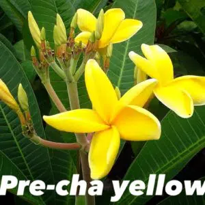 Plumeria rubra 'Pre-cha yellow'