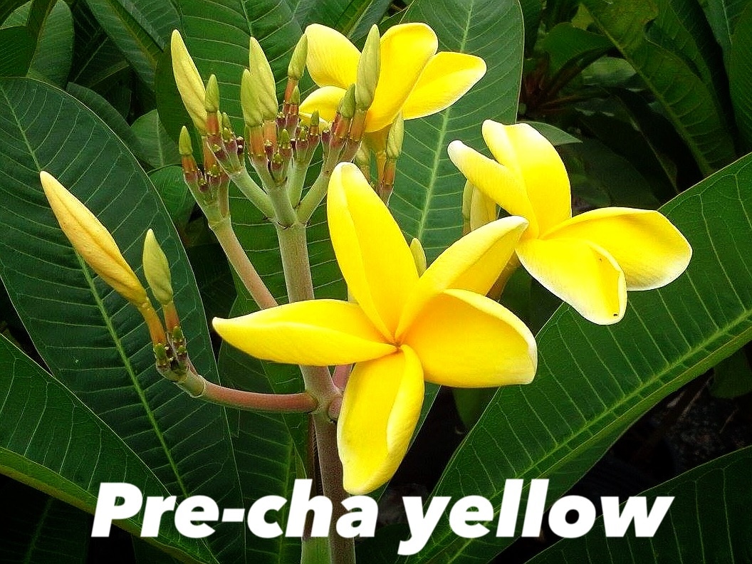 Plumeria rubra 'Pre-cha yellow'