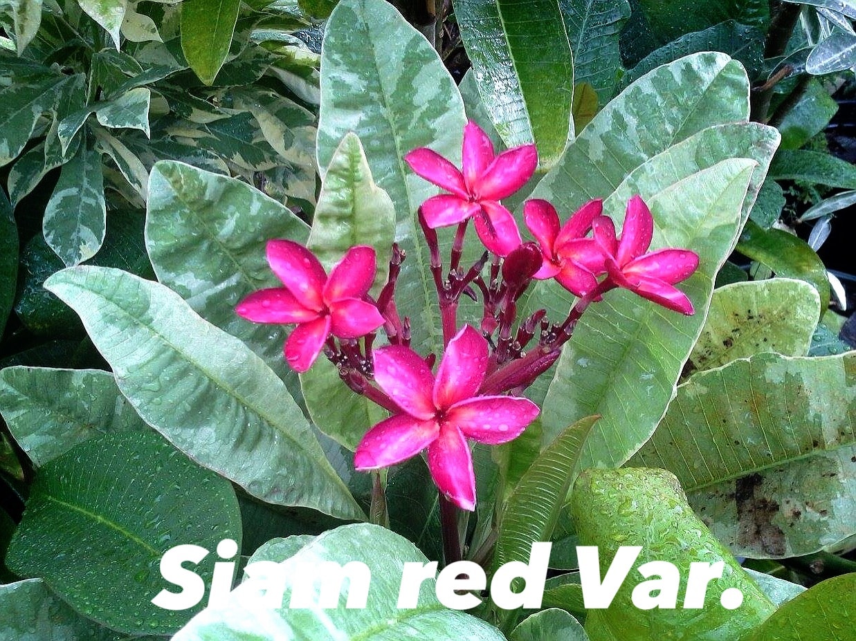 Plumeria rubra 'Siam red' variegated