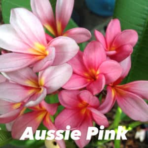 Frangipani Aussie pink