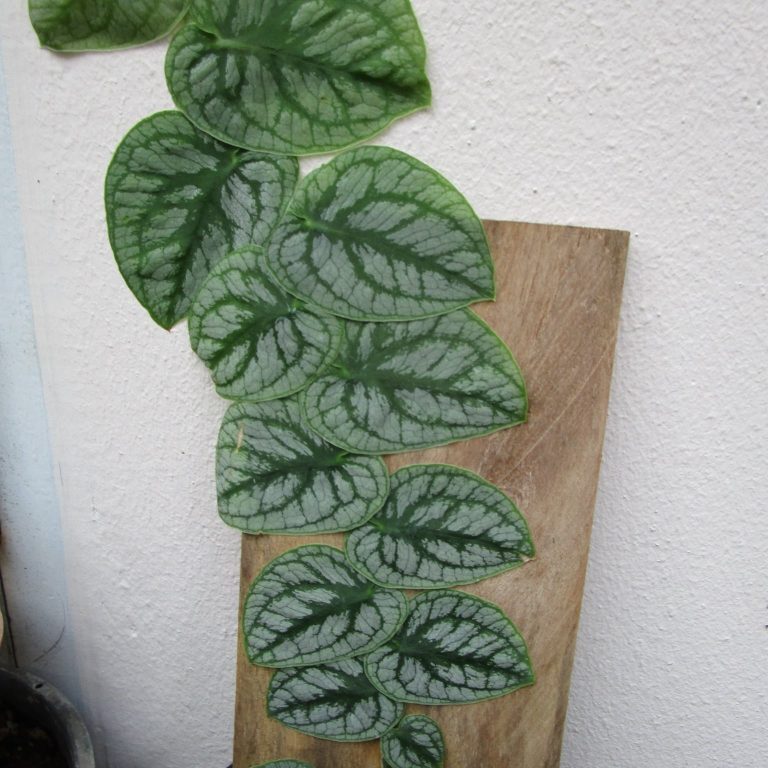 Monstera dubia - Tropics @Home