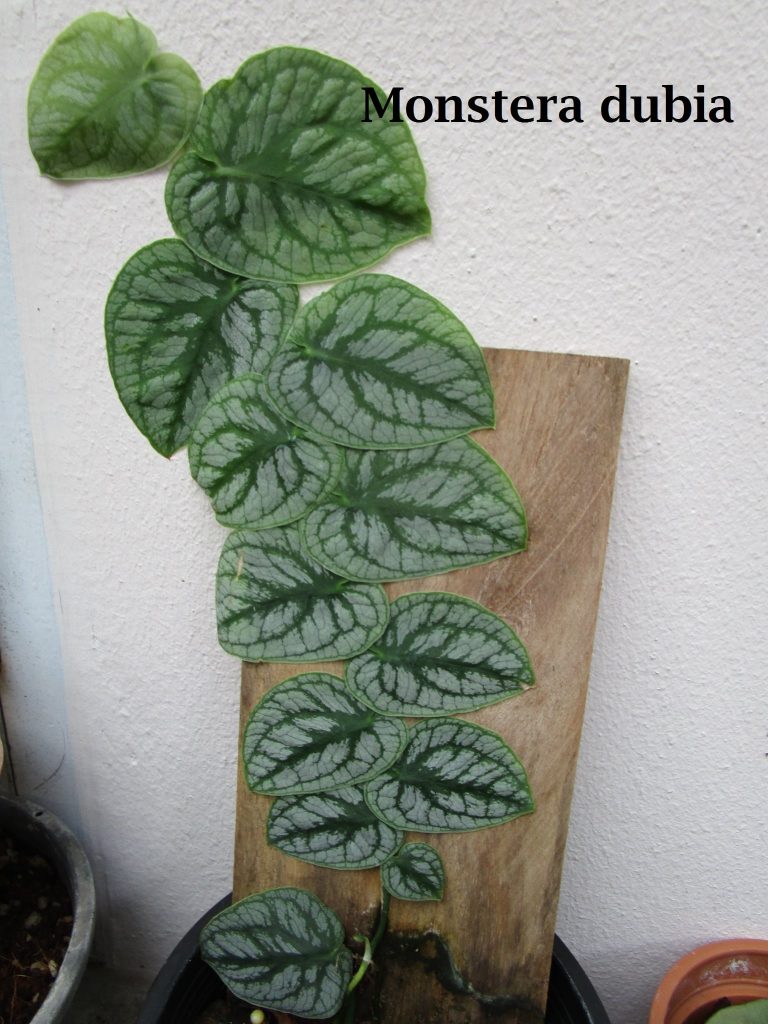 Monstera dubia for sale