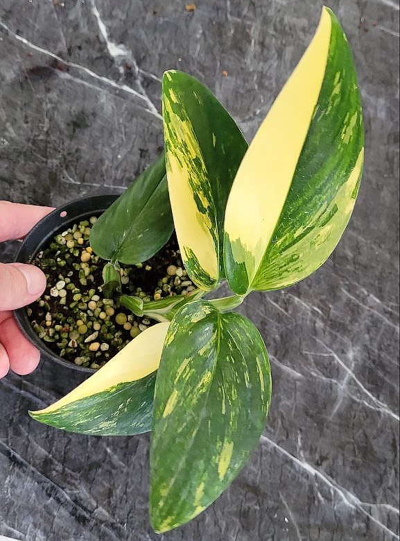 Monstera standleyana yellow variegated for sale