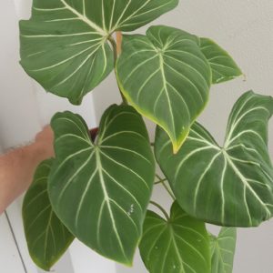 Philodendron gloriosum for sale