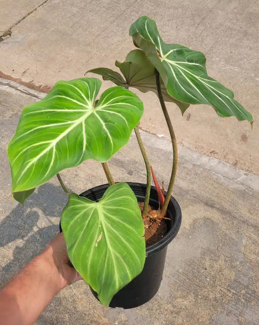 Buy Philodendron gloriosum in online store