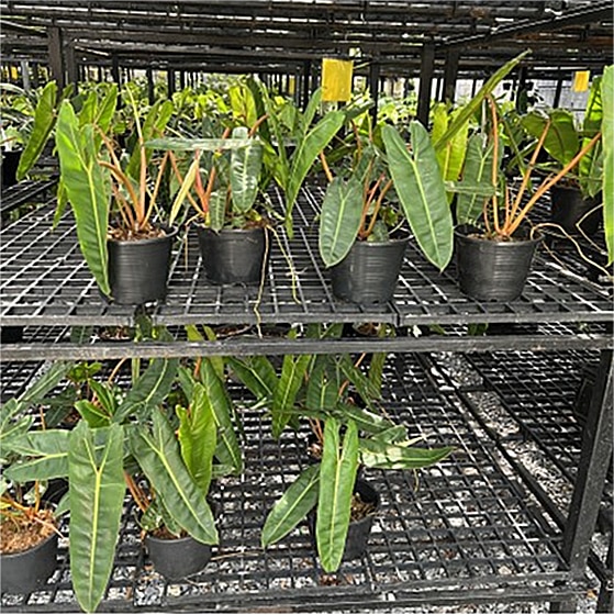 Philodendron billietiae plants