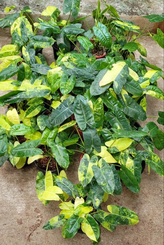 Philodendron Burle Marx variegated